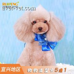 【宜兴安安】新春萌宠5+1次犬美容造型次卡（爱美必备） 25-30kg