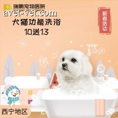 【西宁】犬猫功能洗浴套卡 10送13 犬：20-25kg